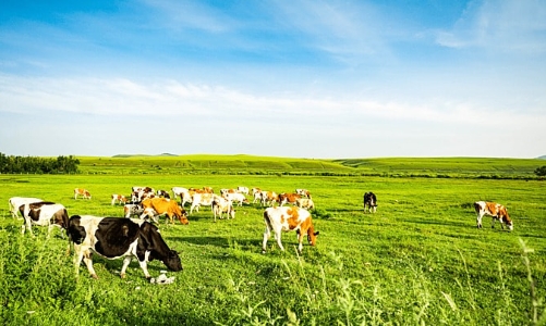 Chăn nuôi gia súc tại TP.HCM suy giảm