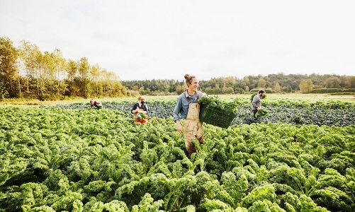 Không chỉ hỗ trợ sáng tạo văn bản, AI đang đóng góp mạnh mẽ vào chuyển đổi nông nghiệp