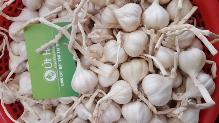 Tỏi L&yacute; Sơn, một trong những sản phẩm đặc trưng của Quảng Ng&atilde;i rất được người ti&ecirc;u d&ugrave;ng TP.HCM ưa chuộng.