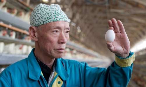 Cúm gia cầm khiến nhà hàng Nhật Bản đứng trước áp lực về giá