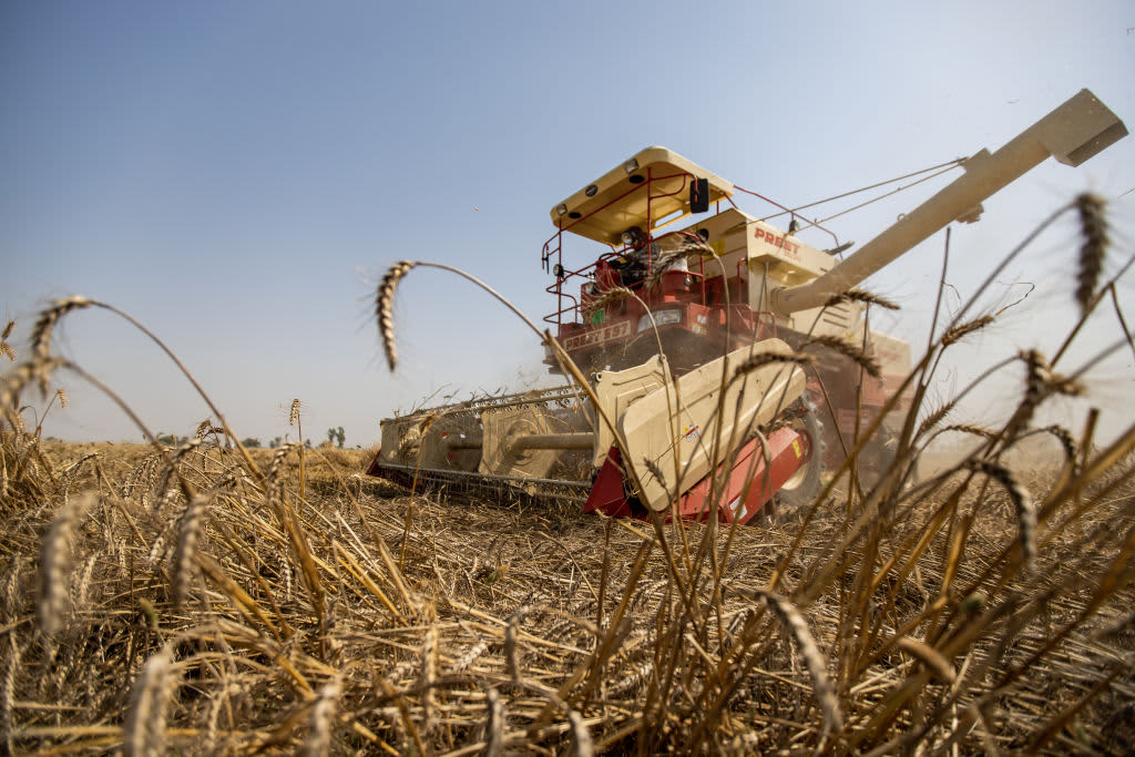 M&aacute;y gặt đập li&ecirc;n hợp tr&ecirc;n c&aacute;nh đồng trong vụ thu hoạch l&uacute;a m&igrave; tại một trang trại ở Karnal, Haryana, Ấn Độ ng&agrave;y 13/4/2023 - Ảnh: Getty Images