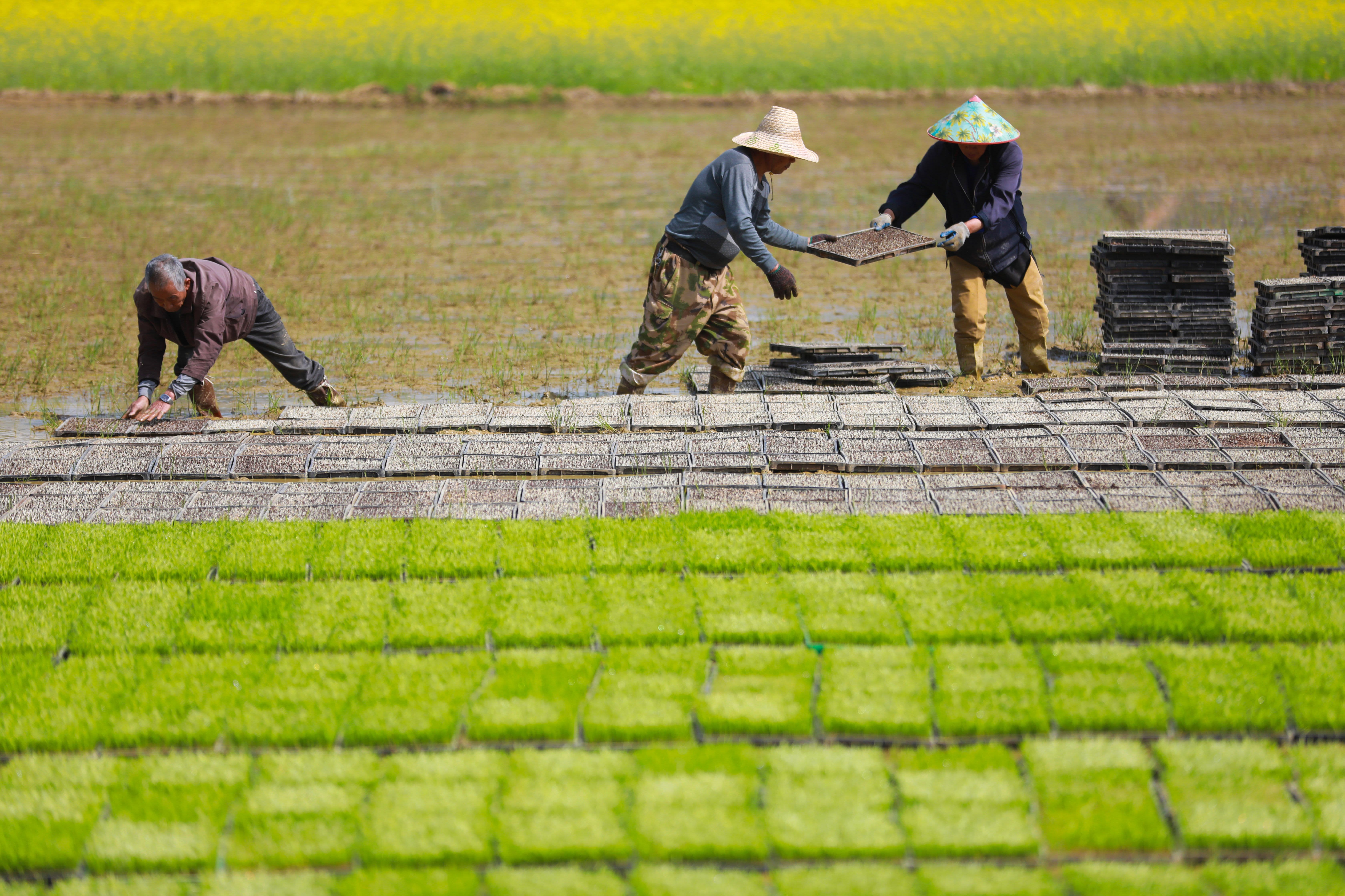 Nông dân cấy lúa tại Hàng Châu, tỉnh Chiết Giang, phía Đông Trung Quốc ngày 16/4/2023 - Ảnh: Getty Images