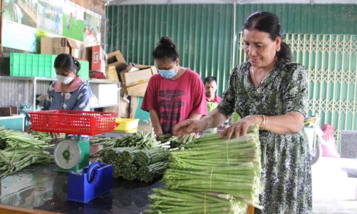 Cây măng tây giúp đồng bào Chăm xóa đói giảm nghèo và phát triển kinh tế