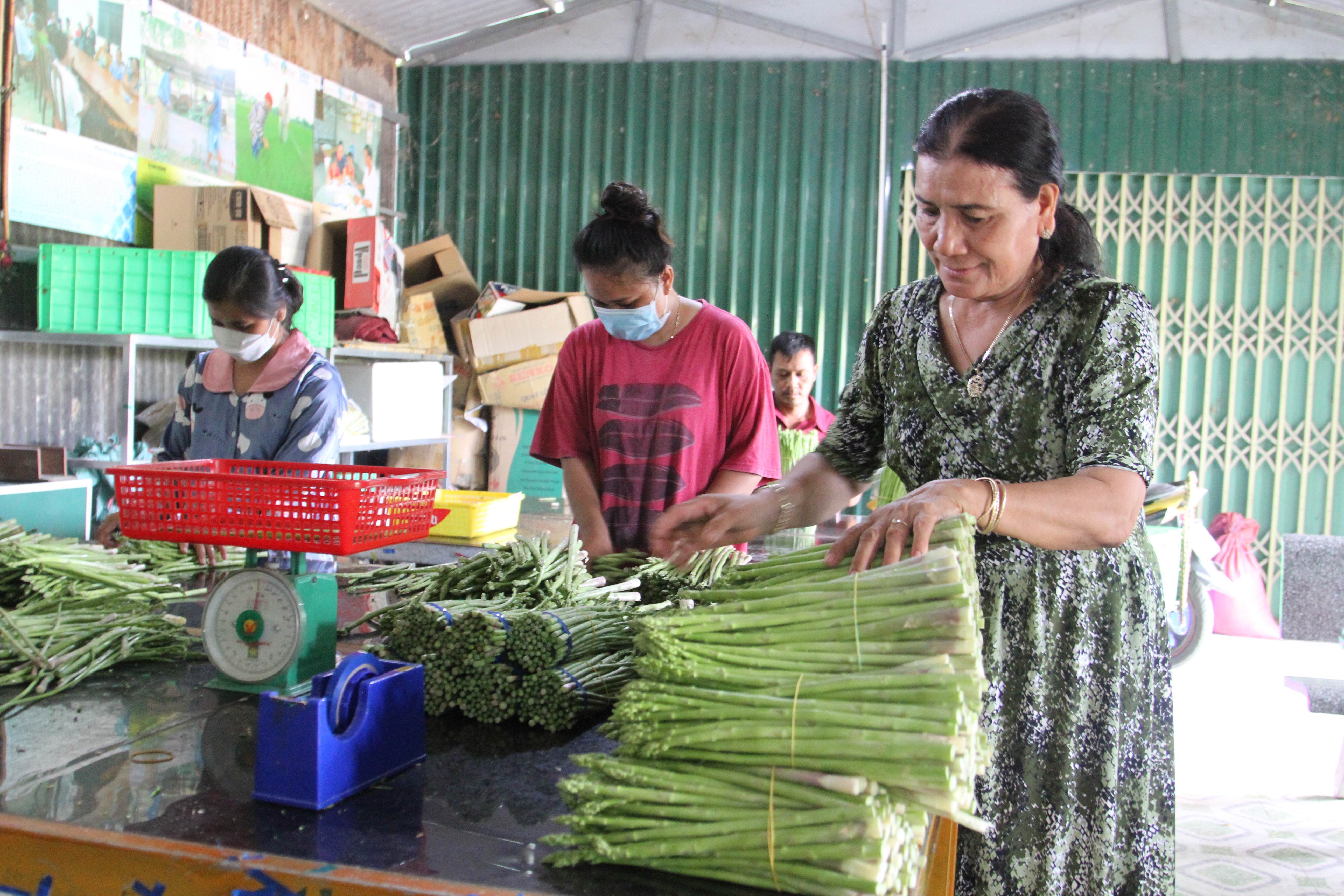 Cây măng tây đã giúp đời sống của đồng bào dân tộc Chăm tỉnh Ninh Thuận phát triển kinh tế 