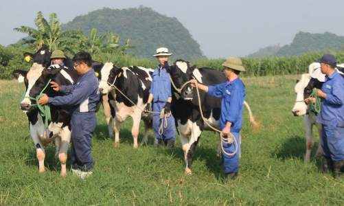 Thiếu quỹ đất cho ngành chăn nuôi, ba Hiệp hội cùng đệ đơn kiến nghị