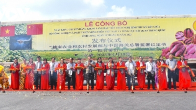 Vinh Long exports first batch of sweet potatoes to China
