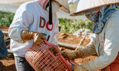 Nông dân thoát cảnh “được mùa mất giá” khi kết nối cùng doanh nghiệp
