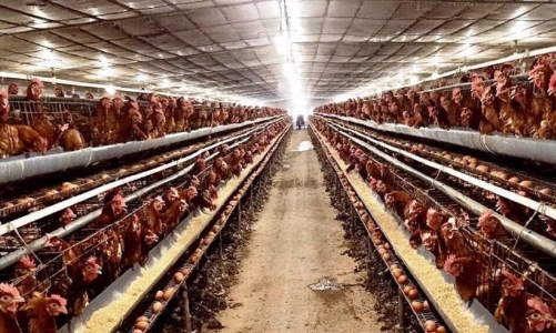 Chăn nuôi gia cầm: Cần “gia cố” sức cạnh tranh để cầm cự qua giai đoạn khó khăn