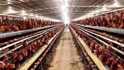 Government support needed to help animal husbandry overcome problems