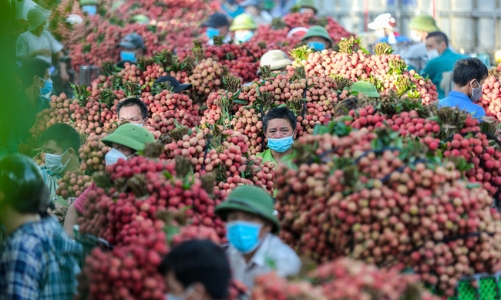Bắc Giang dự tính xuất 1.500 tấn vải thiều đi Mỹ