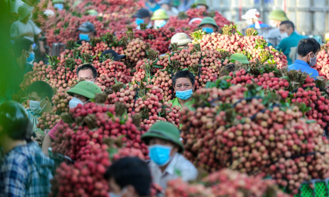 Bắc Giang chuẩn bị nhiều phương án để tiêu thụ vải thiều