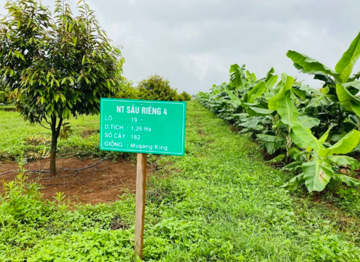 Vườn sầu riêng tại Lào của HAG.
