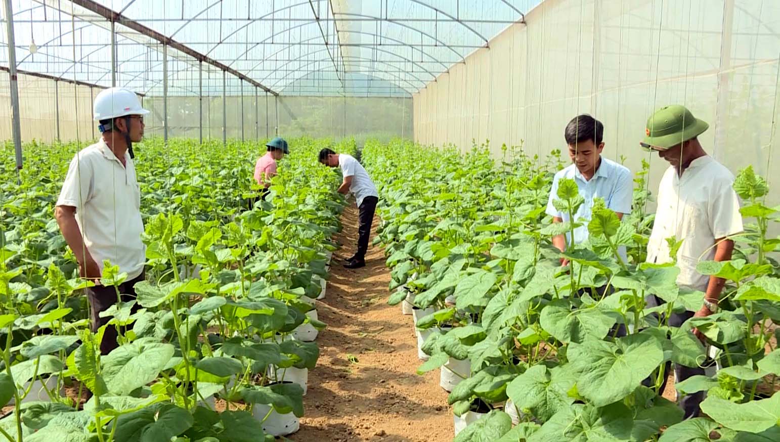 Sản xuất nông nghiệp công nghệ cao tại Thanh Hóa