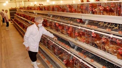 Livestock product exports earn $115mln in first four months