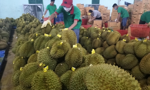 Xuất khẩu rau quả hướng tới mục tiêu 4 tỷ USD, Trung Quốc vẫn là thị trường nhiều triển vọng