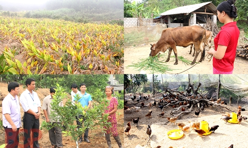 Tiền bảo hiểm vi mô bảo vệ sức khỏe, tài sản cho người có thu nhập thấp lên tới 120 triệu đồng