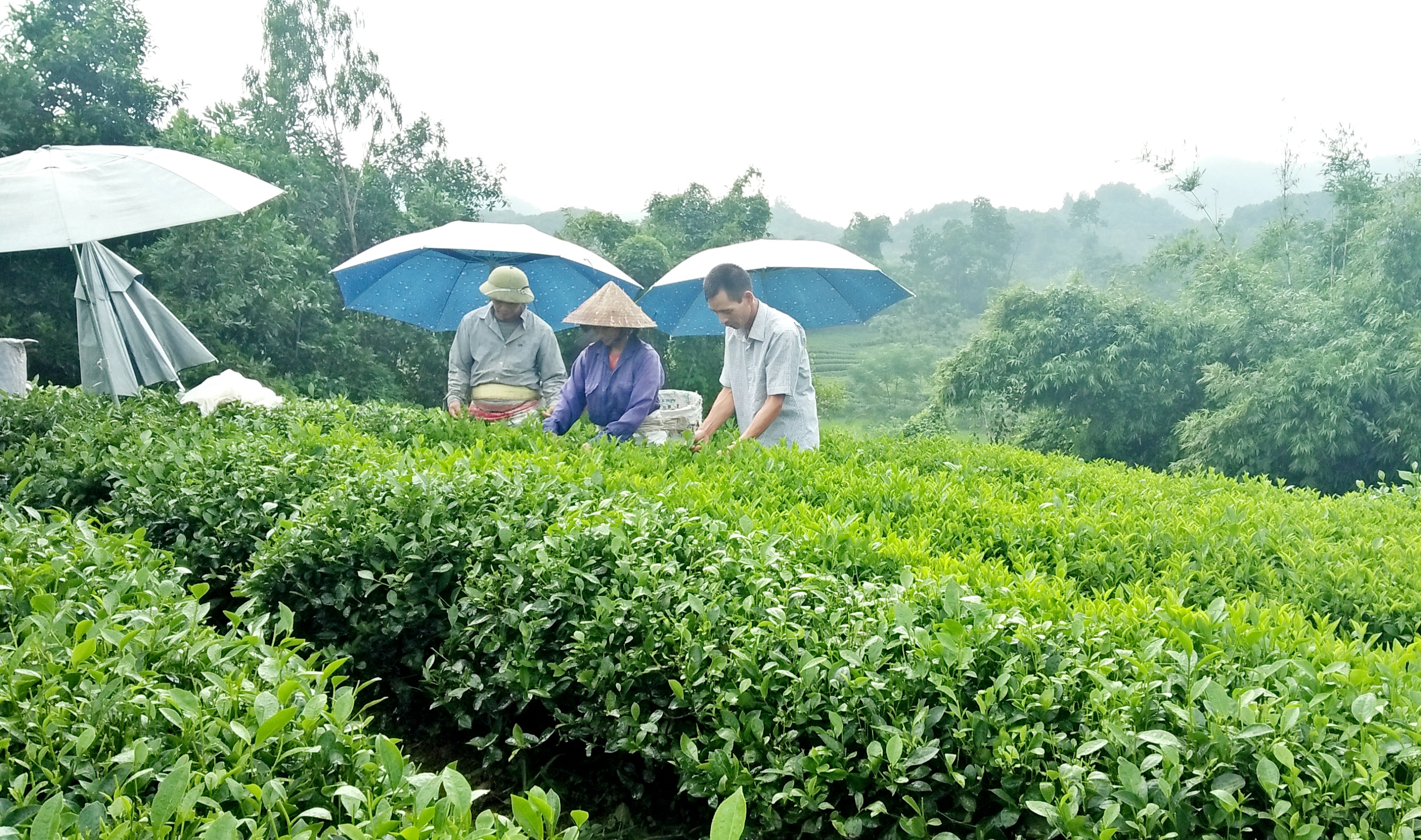 Nguồn vốn tín dụng chính sách giúp phát triển sản xuất, tạo việc làm. Ảnh - N.Dương. 