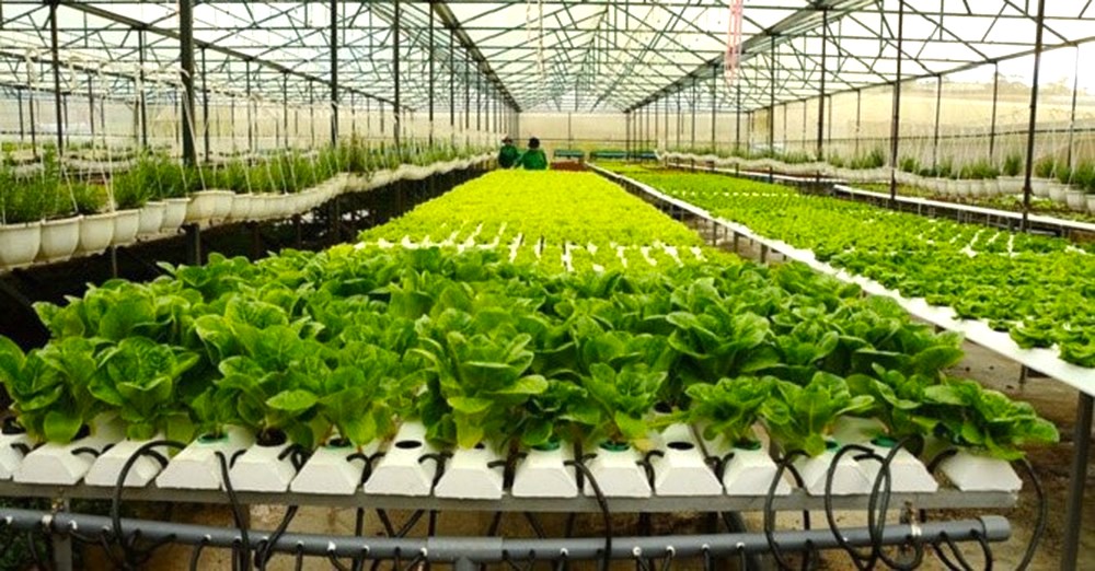 Rau trồng tại khu nông nghiệp công nghệ cao TP.HCM.