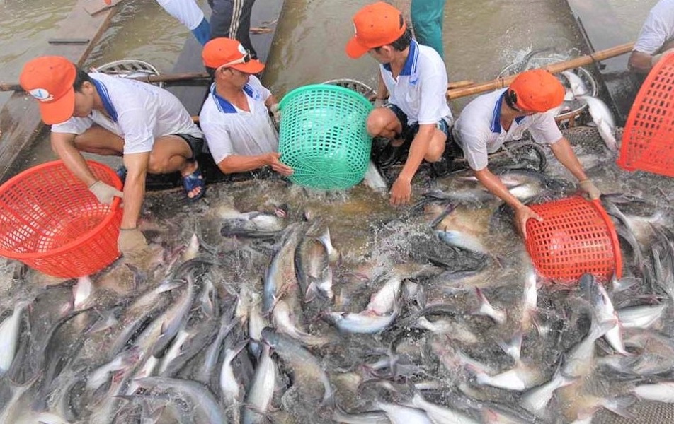 Cá tra Việt Nam đã chinh phục hơn 140 thị trường trên thế giới.