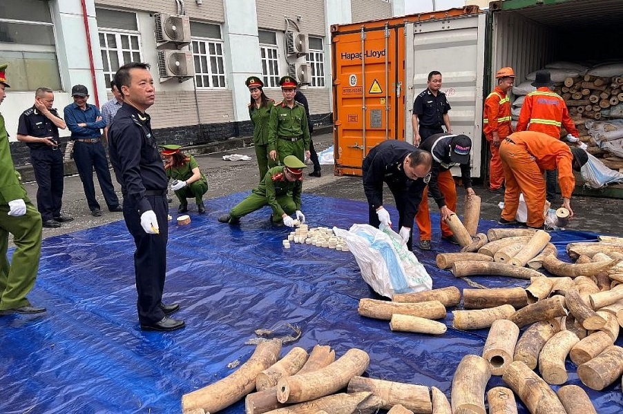 Bắt giữ khoảng 7 tấn ngà voi tại Hải Phòng tháng 4/2022.