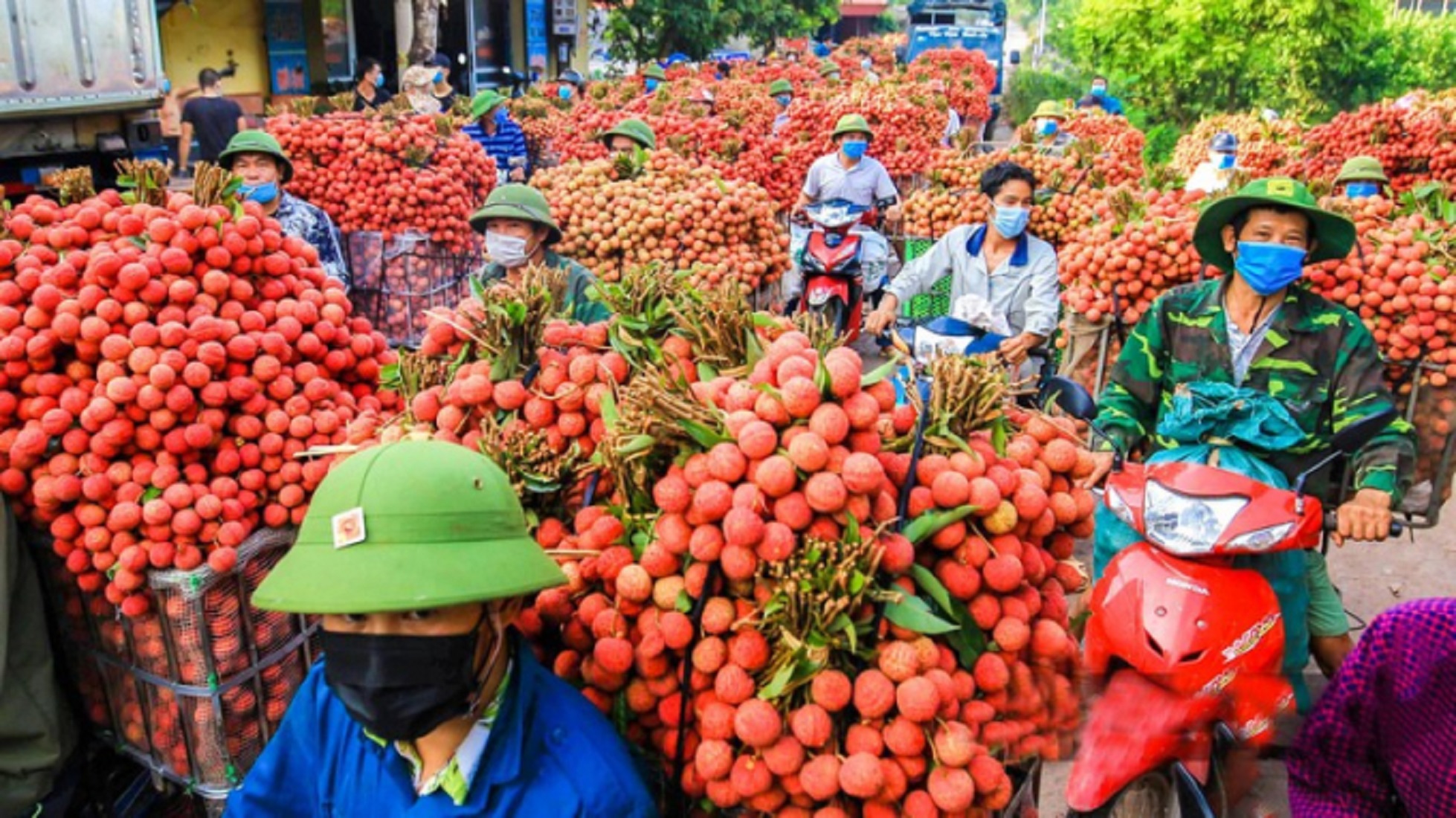 Xuất khẩu trái vải năm nay dự báo có nhiều thuận lợi.