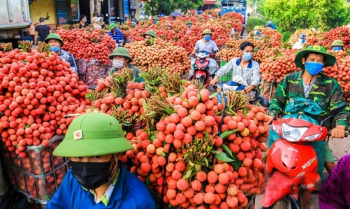  Xuất khẩu vải “hứa hẹn