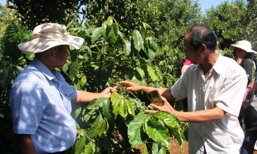 Xây dựng chuỗi giá trị cà phê và hồ tiêu bền vững