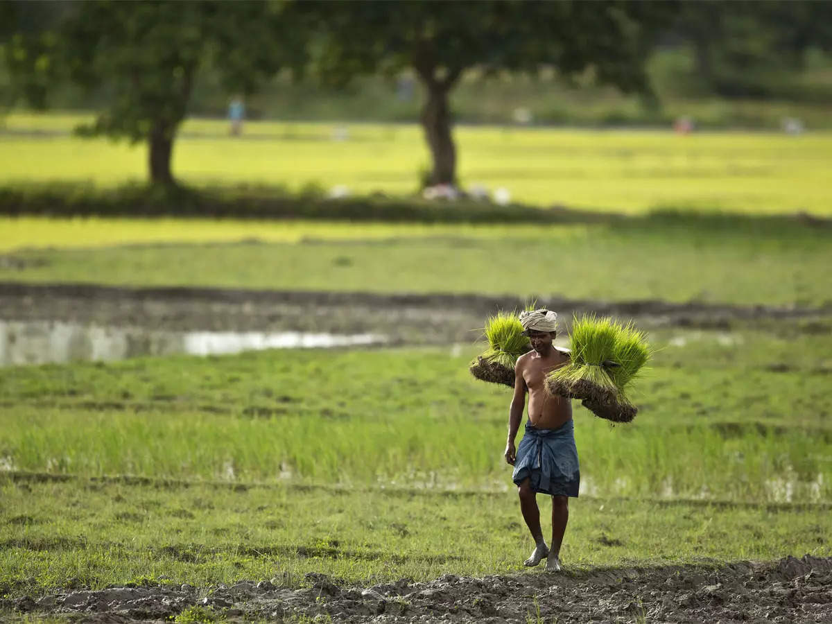 El Nino có thể khiến sản lượng nông nghiệp giảm và thậm chí gây thiệt hại trực tiếp tới hạ tầng cơ sở.