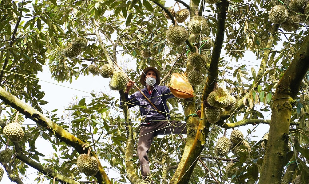 Diện tích trồng sầu riêng đang phát triển rất "nóng".