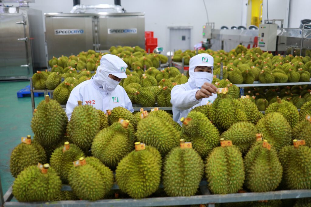 Xuất khẩu sầu riêng sang thị trường Trung Quốc đang có tốc độ tăng trưởng tốt.