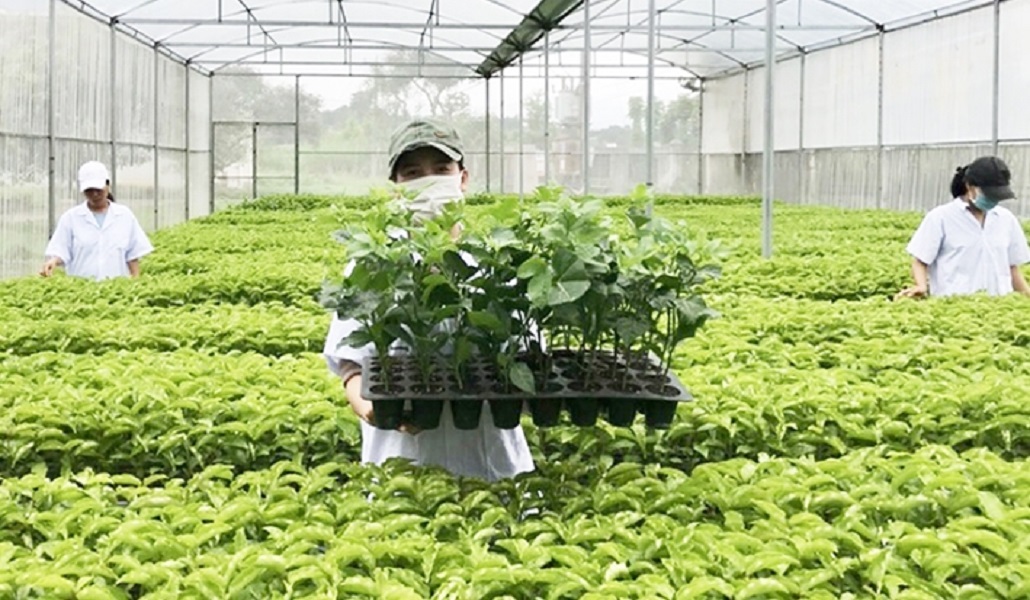Doanh nghiệp phải mua bản quyền giống cây trồng, không có chuyện được tự do sử dụng các giống do Nhà nước tạo ra.