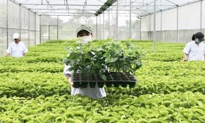 Tháo gỡ bất cập của Luật Trồng trọt, tránh tình trạng doanh nghiệp “giành giật” giống cây trồng