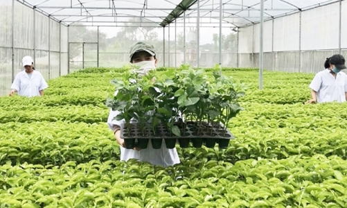 Tháo gỡ bất cập của Luật Trồng trọt, tránh tình trạng doanh nghiệp “giành giật” giống cây trồng