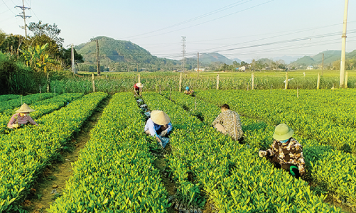 Tránh nguy cơ độc quyền giống cây trồng: Cần gỡ vướng Luật Trồng trọt