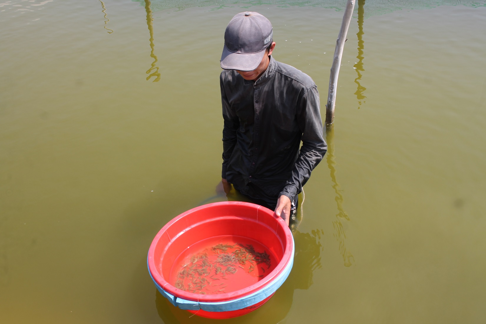 Hải s&acirc;m con mới sinh được ương nu&ocirc;i tại&nbsp;Trung t&acirc;m Quốc gia giống hải sản miền Trung.