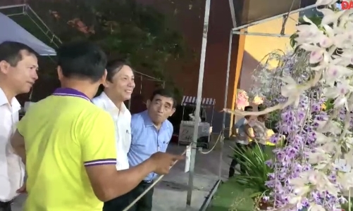 Hơn 400 tác phẩm tham gia Lễ hội hoa lan Đà Nẵng năm 2023