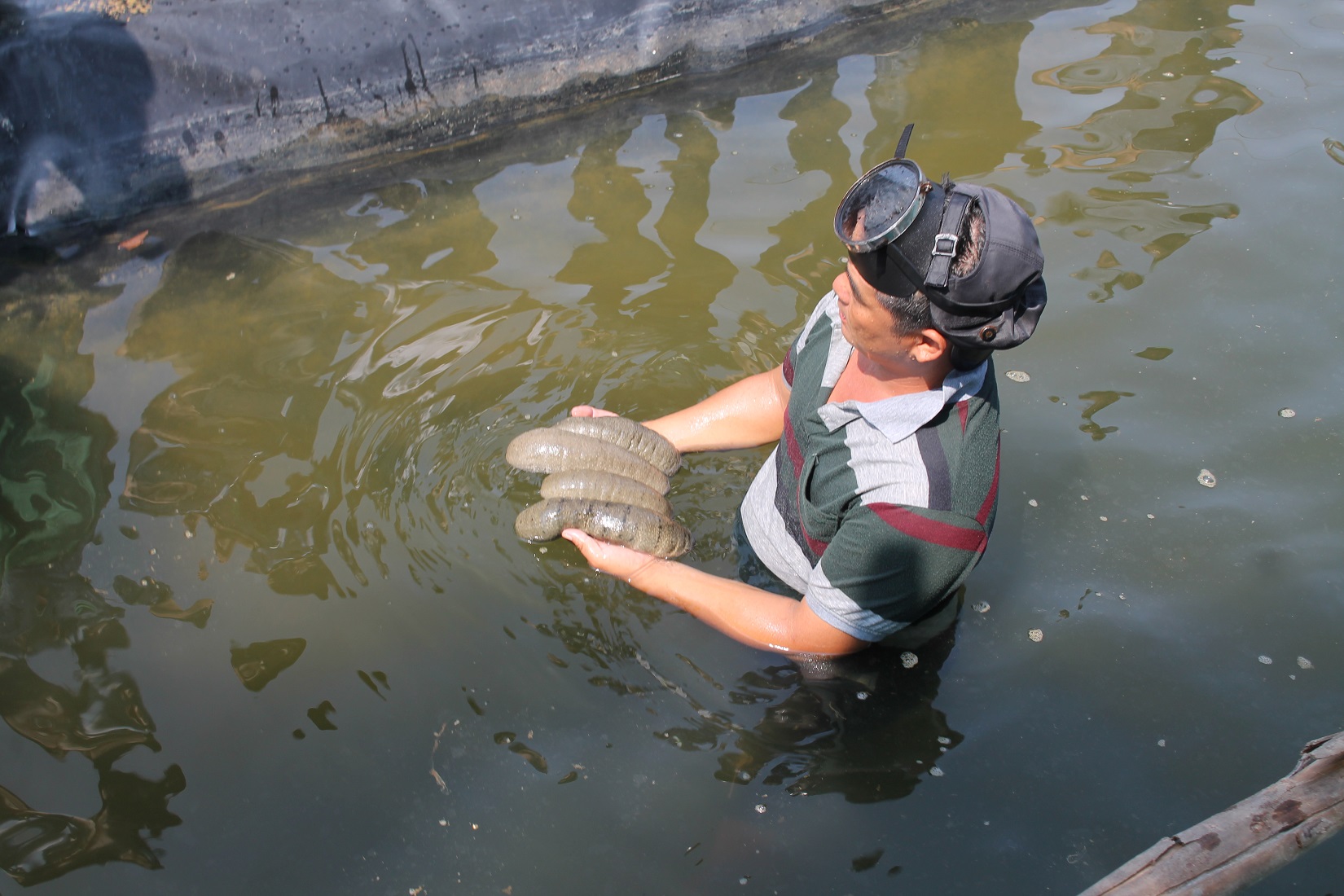 Hải s&acirc;m c&aacute;t.&nbsp;