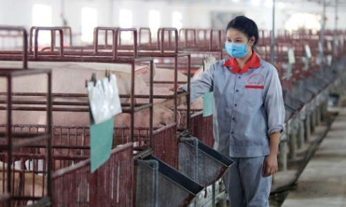 Giá thịt tăng đã phản ánh vào cổ phiếu, còn triển vọng nào cho nhóm chăn nuôi? 