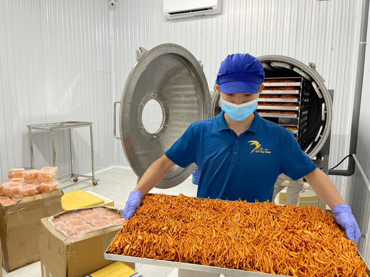 Đông trùng hạ thảo sau khi sấy thăng hoa.