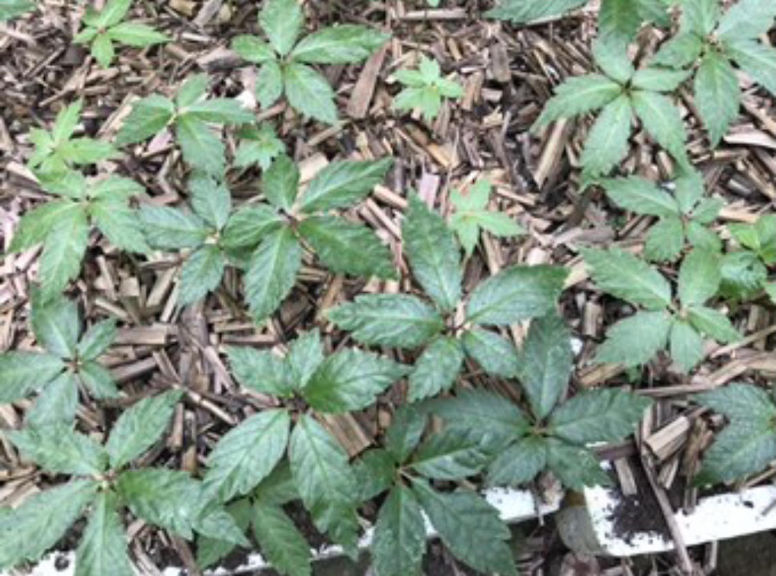 Giống s&acirc;m Ngọc Linh được ươm trồng dưới t&aacute;n rừng ở huyện Nam Tr&agrave; My, tỉnh Quảng Nam. Ảnh: Ng&ocirc; Anh Văn.&nbsp; &nbsp; &nbsp; &nbsp; &nbsp; &nbsp; &nbsp; &nbsp; &nbsp; &nbsp; &nbsp; &nbsp; &nbsp; &nbsp; &nbsp; &nbsp; &nbsp;&nbsp;