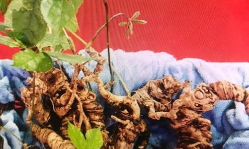 Quảng Nam được quy hoạch thành vùng nguyên liệu sâm Việt Nam