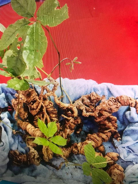 Sâm Ngọc Linh bán tại Hội chợ Sâm Quảng Nam