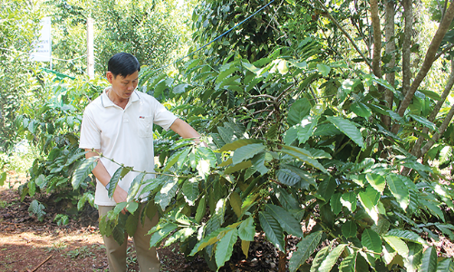 Nông dân ở Ea Tóh: Thoát nạn “được mùa rớt giá”