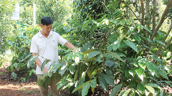 Nông dân ở Ea Tóh: Thoát nạn “được mùa rớt giá”