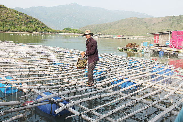 Ông Lê Văn Năm trên bè nuôi trai lấy ngọc