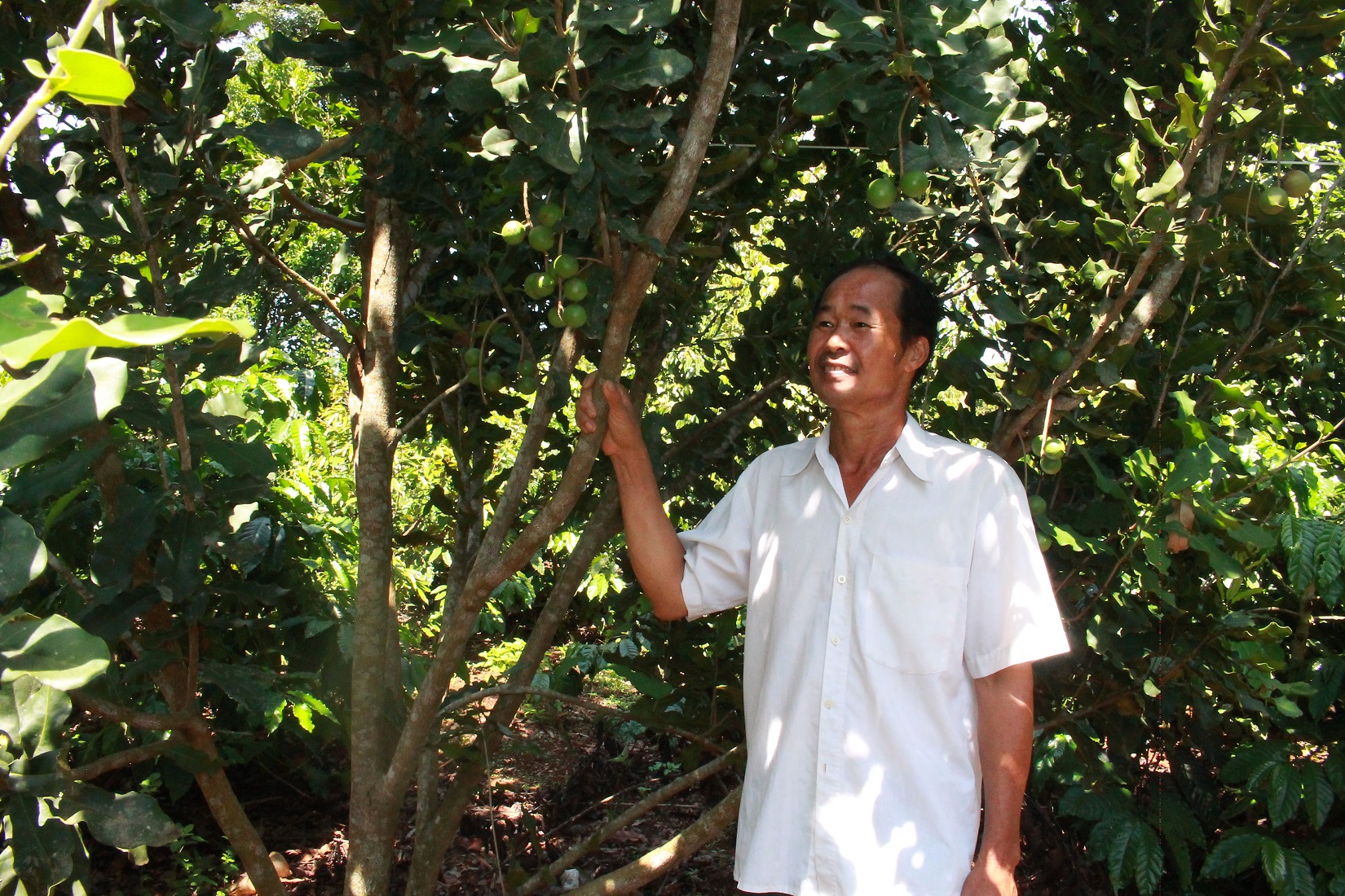 &Ocirc;ng Nguyễn Lực dưới t&aacute;n c&acirc;y mắc ca.