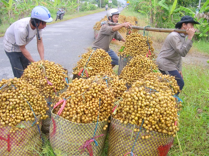 Tìm thị trường xuất khẩu cho quả nhãn