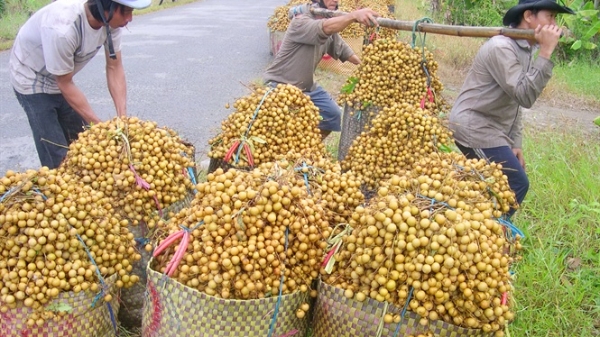 Giải pháp căn cơ: Mở rộng đầu ra cho vải, nhãn