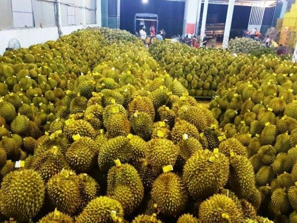 Sầu ri&ecirc;ng đang v&agrave;o vụ thu hoạch.