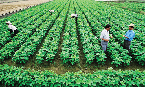 Sửa luật để hợp tác xã là cầu nối giữa nông dân với thị trường 